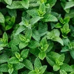 Mint Source company icon